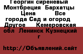 Георгин сиреневый. Монтбреция. Бархатцы.  › Цена ­ 100 - Все города Сад и огород » Другое   . Кемеровская обл.,Ленинск-Кузнецкий г.